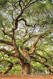 1500 Years Old Angel Oak Tree On Johns Island S Carolina Usa What Stories This Tree Could Tell Angel Oak Trees Unique Trees Angel Oak