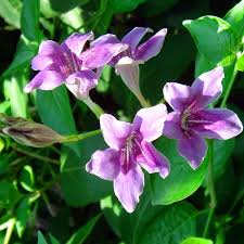 Image result for Asystasia