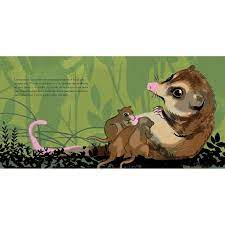 Adults may reach 26 cm (10 inches) in total length, and fat adults may weigh up to 49 grams (1.7 ounces). Libro El Monito Del Monte Editorial Amanuta Amanuta