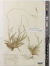 Image result for Eustachys paspaloides