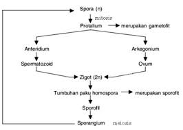 Proses metagenesis diatas ini terjadi pada tumbuhan. Pengertian Metagenesis Contoh Dan Tahapannya Dilengkapi Gambar