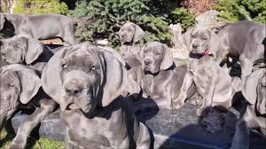 Great dane in dogs & puppies for rehoming in ontario. Kennel Hradecka Hvezda Great Dane Blue Puppies For Sale Youtube