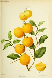 Image result for Dovyalis lucida