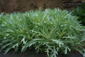 Plants form a bushy, upright patch of fragrant silvery leaves, bearing loose sprays of grey flowers in midsummer. Artemisia Ludoviciana Silver King Silver King White Sage Plant Lust