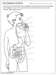 Digestive System Printable Digestive System For Kids Digestive System Worksheet Human Body Worksheets