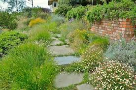 Losing Your Lawn Plant A Meadow Lawn Alternatives Meadow Garden Grass Alternative