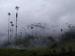 Spruce trees belong to the picea genus. Photos Exploring The World S Tallest Palm Tree Forest Conde Nast Traveler