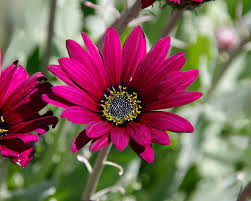 Image result for Arctotis