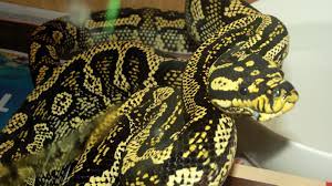 Monty Palmerston Jungle Carpet Python At Stunning Morelia Australia Morelia Python Stunning
