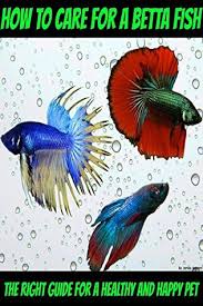 Initially they were bred for betta fish fighting somewhere in 1800's due to their aggressive nature. How To Care For A Betta Fish The Right Guide For A Healthy And Happy Pet By James Ingram
