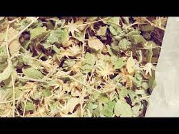 Sobre La Garanona Y La Cascara Son Efectivo Para Embarazo No Es Laurel No Uso Laurel Youtube Embarazo Plantas Efectivo