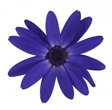 Image result for Pericallis