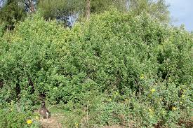 Image result for Vitex trifolia