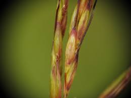 Image result for Hyparrhenia rufa