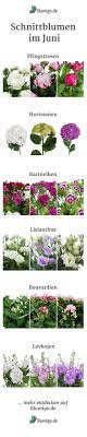Maybe you would like to learn more about one of these? Welche Blumen Gibt Es Im Juni Schnittblumen Saison Kalender Saison Blumen Schnittblumen Blumen Geben