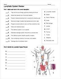 Lymphatic And Immune System Review Worksheet By Biology With Brynn And Jack