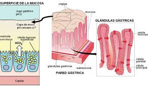 Resultado de imagen para Glándulas gástricas