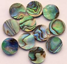 Abalone, any of several marine snails, constituting the genus haliotis and family haliotidae in the subclass prosobranchia (class gastropoda), in which the shell has a row of holes on its outer surface. Abalone Dots 6 Mm