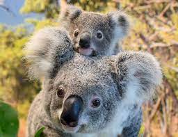 Meet Hope The New Baby Koala At Zoo Miami Zoomiami Https Www Destinationcoupons Com Florida Miami Miami Zoo Miami Zoo Coupons Koala Visit Africa Baby Koala