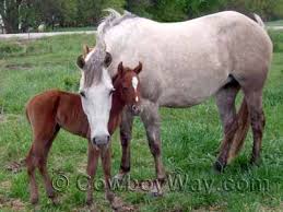 Horse Gestation Calculator