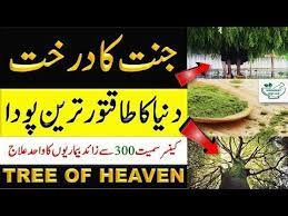 How To Use Moringa Powder Sohanjna Ke Fayde Moringa Oleifera In Urdu Youtube Moringa Powder Moringa Moringa Tree