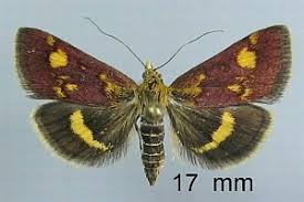 Image result for Pyrausta aurata