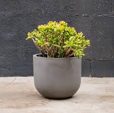 Image result for Crassula zombensis
