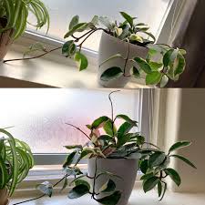 Attractive foliage and waxy flowers which can be highly scented, make these plants popular with indoor growers. My Hoya Krimson Queen After 2 Months Houseplants