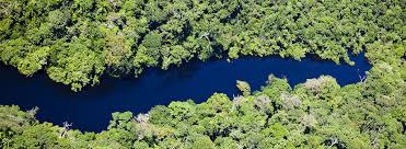 The amazon rainforest in south america is the largest in the world. Amazon Rainforest Trees As Sentient Beings Amazon Aid Foundation