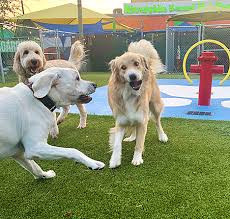 Check spelling or type a new query. Dog Boarding Fort Worth Texas Riverside Kennel
