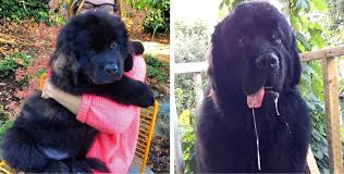 Check spelling or type a new query. 22 Things That Every Newfoundland Parent Will Get