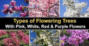 Though many species of flowering trees are present in the florida landscape, data from the city of tampa shows that the 10 species included here account for 87 percent of flowering trees currently inventoried (tampatreemap.org). Types Of Flowering Trees With Pictures For Easy Identification