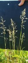 Image result for Poa binata