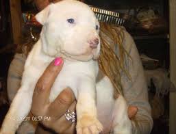 Albino Pitbull Bully Cute Dogs Gallery Albino Dog Puppy Dog Pictures Cute Dogs
