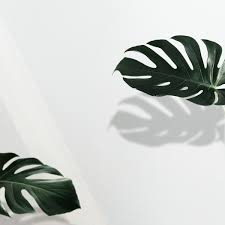 Download Premium Illustration Of Monstera Deliciosa Psd On White Wall Image Fun Monstera Wall Background