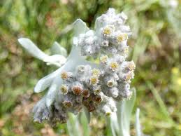 Image result for Vellereophyton dealbatum