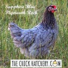 Maybe you would like to learn more about one of these? 180 Chickens Ideas In 2021 Chickens Chickens Backyard Raising Chickens