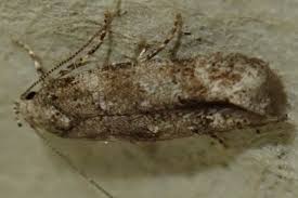 Image result for Exoteleia dodecella
