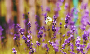 Maybe you would like to learn more about one of these? Summer Flowers 35 Stunning Blooms Perfect For The Season