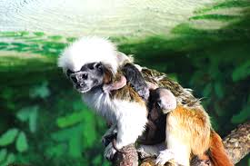 In the core, the center of their bodies, they have a hump which stores water. Rare Tamarin Triplets Born At John Ball Zoo Zooborns