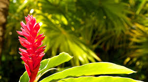 Photos Of Poisonous Plants And Flowers For Dogs