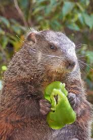 With limited capacity and safety protocols. Beaver Eat Water Food Healthy Cute Nutrition Sitting Pikist