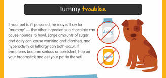 What To Do If Your Dog Eats Halloween Candy Halloween Candy Dog Eating Pet Poison