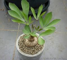 Image result for Cussonia