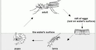 Study While Having Fun To Study The Life Cycle Of Mosquito Mosquito Life Cycle Life Cycles Cycle