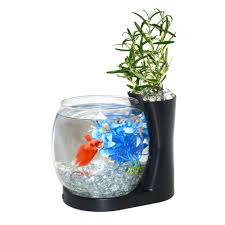Ruiyif desk hanging fish tank bowl with stand creative, small table glass. Buy Elive Betta Fish Bowl Betta Fish Tank With Planter Small 0 75 Gallon Aquarium Led Light Timer Black In Cheap Price On Alibaba Com