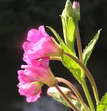 Image result for Epilobium hirsutum