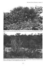 Image result for Cephalocroton mollis