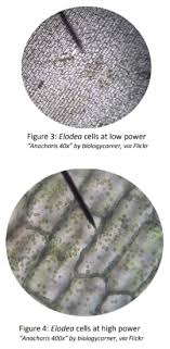 Check spelling or type a new query. Lab 5 Cells Biology Libretexts