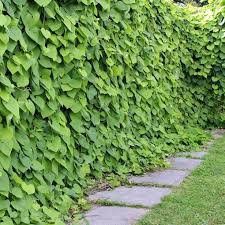 You may find that in one region of the country the butterfly caterpillars may prefer to eat a specific variety of their host plant more so than in other regions. Dutchman S Pipevine Seeds For Butterflies Vaxter Skuggvaxter Skugga